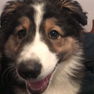 Meet your Posher, Sam